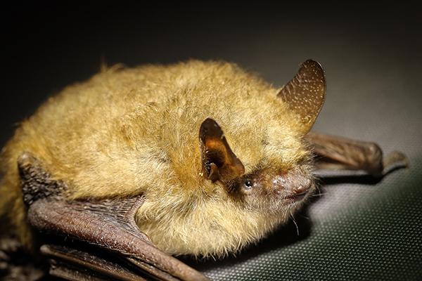 Indianapolis bat removal