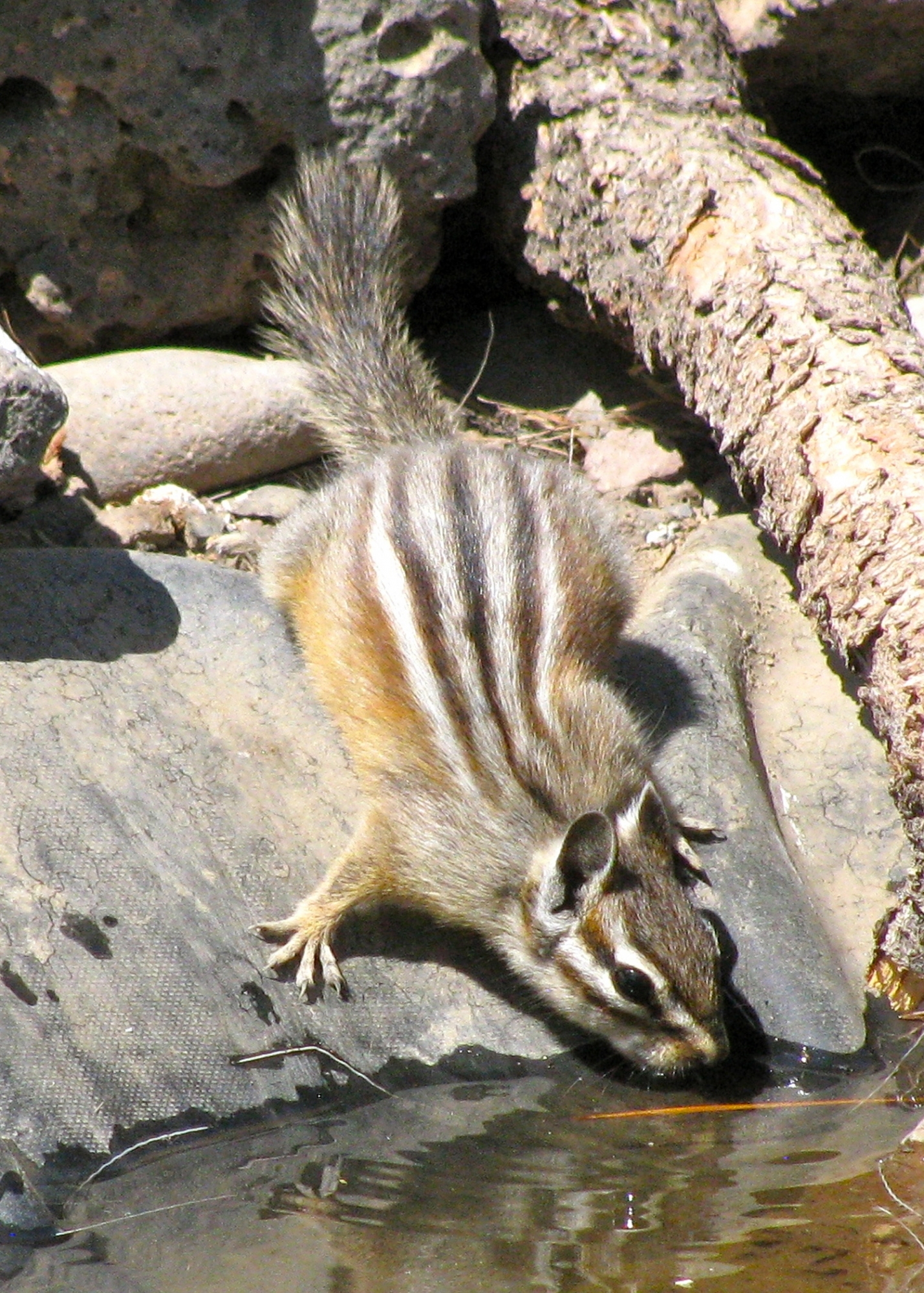 Chipmunks in Indianapolis