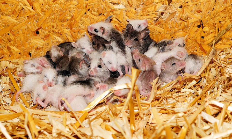 Indianapolis mouse removal