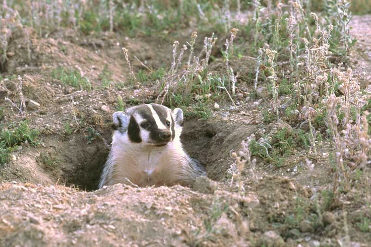 Badger removal Indianapolis